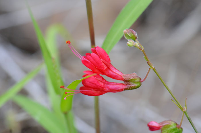 Mirabilis coccinea, Scarlet Four O'clock